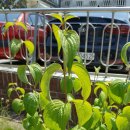 신가초교 이미지