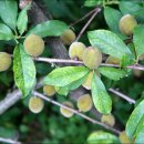 일반농장 이미지