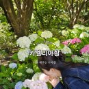 서귀포시장애인단체연합회 | 제주수국 보러 가기 좋은 카멜리아힐, 지금 딱 예쁜 서귀포가볼만한곳