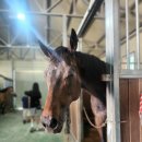 송곡승마교육원 이미지