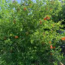 뽑아가유 이미지