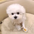 메르시 동물병원 이미지