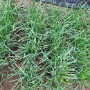 김금순농장 이미지