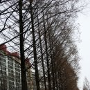 상록아파트산책로 이미지