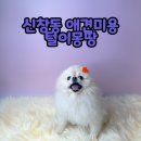 유도리 | 신창동 애견미용 털이몽땅｜눈 찔림 개선! 포메 유도리의 위생목욕 & 눈정리 후기
