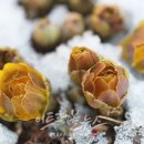 강원도립화목원 이미지