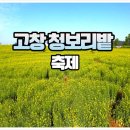 화려농장 | 고창 청보리밭 축제 일정 유채꽃 개화시기 현황 2026