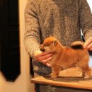 스시마시떼 이미지