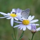 청도매운탕 다슬기 본가 이미지