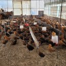 파주종계장 이미지