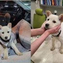 강아지나라 이미지