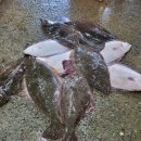 [추가] 자연산광어,참농어(횟감),활쭈꾸미,활갑오징어 이미지