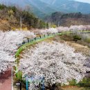 백리벚꽃길 네이버블로그