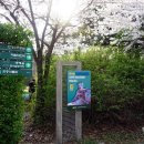 벚나무길 이미지