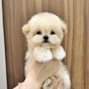 츄츄독 리미티드 이미지