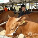 한우가최고야 이미지