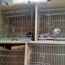 에덴동물병원 이미지