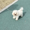 애견미용학원 관리견 산책 + 위그 마무리 피드백 (25)