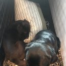 개버랜드 이미지