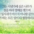시냇가에심은나무 이미지