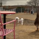 캐나다 멍 빌리지 | 여수 캐나다멍빌리지 애견카페 애견동반 숙소 여수여행 숙소 추천