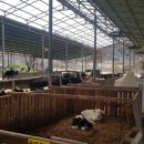 송아목장 이미지