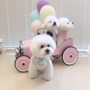 강아지 친구 이미지