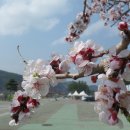 2019 삼척 맹방해수욕장! 맹방유채꽃축제 주차안내