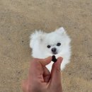 다복미용실 | 우리 강아지 슬개골 관리 위해 급여하는 메디퍼피 액티브 급여 후기