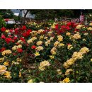 오월의여왕 이미지