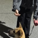 미견미묘 이미지