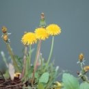 민들레유통 이미지