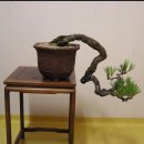 제2죽림농장 이미지