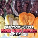 &#39;40년 노하우 쏟아부으니 미국 진출&#39; 특허만 6개라는 제주산 오메기떡 이미지