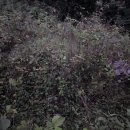 연천군 군남면 황지리 | 🪴 [연천 봉분 벌초] 새벽 6시부터 시작한 풀닥터의 깔끔한 벌초 작업!