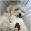 포블포블 이미지