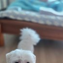 딩동댕치원 | 애견미용 고민 모두 접고 여기 이용해 보세요. 완전 추천드립니다 ㅣ부산 기장 애견미용 정관 애견미용...