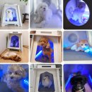 성보펫케어 주식회사 | 펫드라이기 스마트 펫케어 홈 드라이룸 살균케어