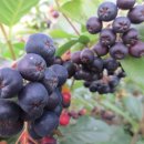 아로니아 이미지