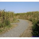 뚝길따라 이미지