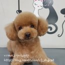 이개내고양이 이미지