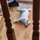 빠찌애견 이미지