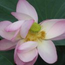 왕버들2농장 이미지