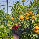 녹산농장 이미지