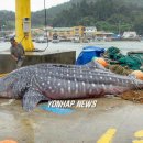 (주)고래상어