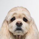 M2 | 부산 강서구 반려견 강아지 증명 사진 m2스튜디오 후기 김해 근처 넓은 촬영장