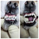 김 S 동물병원 이미지