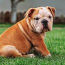 강아지 와요와요 이미지