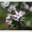 사과꽃 향기.('24. 4/21) 이미지
