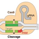 크리스퍼 카스나인(CRISPR-Cas9)